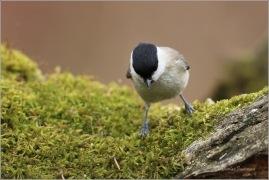 <p>SÝKORA BABKA ( Parus palustris) /Marsh tit - Sumpfmeise/</p>